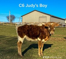 C6 Judy’s boy